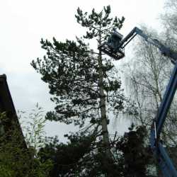 Suppression d'un pin au pied d'une veranda