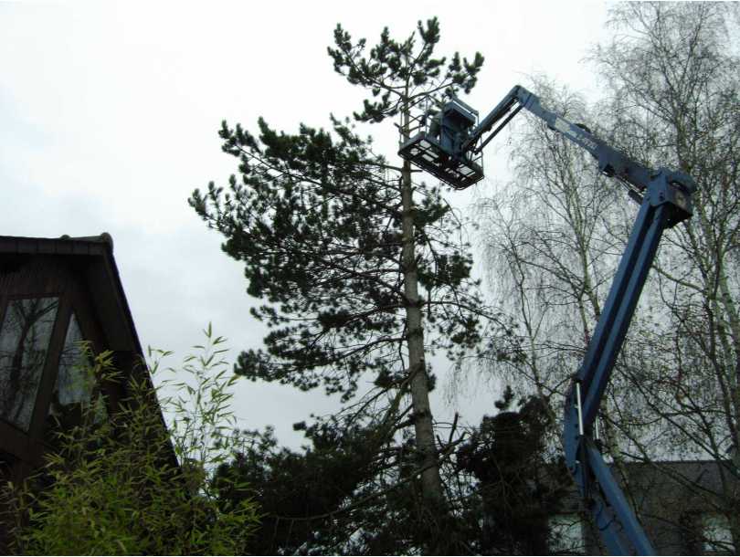 Suppression d'un pin au pied d'une veranda